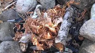 How To Make Pine-Pitch Glue