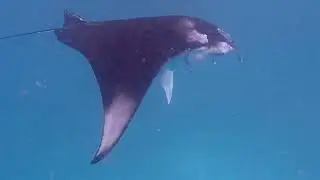 Back to Baa Atoll, Maldives - Hanifaru Bay, June 2024