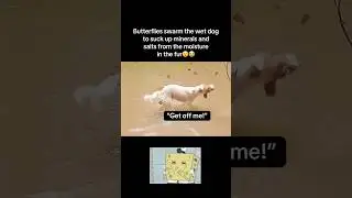 Butterflies swarm dog😮 #fyp #viral #animals #dog #dogs #butterfly #bug #cute #fypシ #shorts #yt #aww