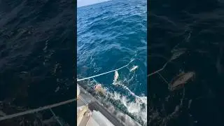 Hungry Sea Lion eating Black Cod #fishing #commercialfishing #shorts