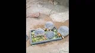 Es gibt Salat #zoo #leipzig  #sachsen