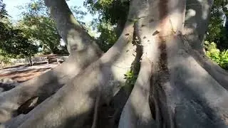 Flying Through the Trees at Selby Gardens Marie Selby Botanical Gardens Drone flight in the garden!