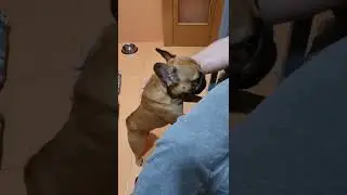 persistent dog #shorts