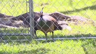 Coral Gables residents frustrated with &lsquo;hideous&rsquo; peacock traps