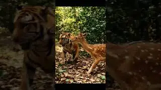 #mountains #travel #cat #lion #tiger #deer #animals #animation #hunting #education #unreal #cartoon