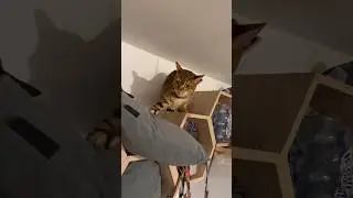 Fuku got trapped 😿 #cats #веселыекоты #animallovers #kitty #прикольныекоты #catlovers #cute