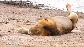 Huge male lion rolling in buffalo poop