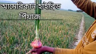 আমেরিকান হাইব্রিড পিয়াজে মারাত্মক ফলন 😱🧅 | দেখে চমকে যাবেন কৃষকরা!