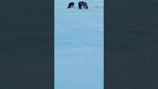 Встреча на зимнике