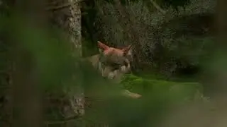 Vlk obecný (Canis lupus)