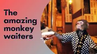 The amazing monkey waiters that serve tables in a Japanese restaurant 🐒| The burst facts| #shorts ▶️