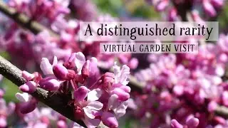 Highdown Gardens, a distinguished rarity