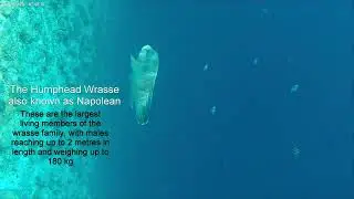 The Humphead Wrasse 🐠 Nikki' s adventures in the Maldives