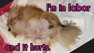 Pomeranian in labor - How to tell when your dog having contraction - Part 1