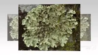 Pseudocyphellaria exanthematica - fungi kingdom