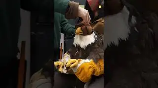Why Eagle Eyes Are Covered