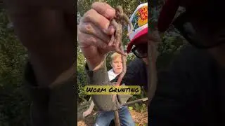 How to get worms. #grunting #howto #youtubeshorts #wormgrunting