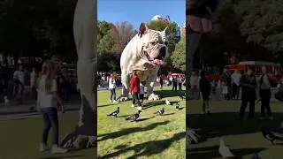 incredible animal transformation !!