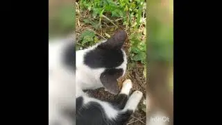 🐱cat playing alone 💕