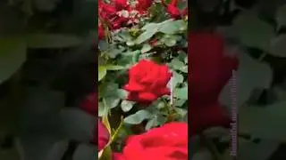 Nature's beauty #rose #terracegardenindia #flowers #plantsofindia #nature #roseflower #love #garden