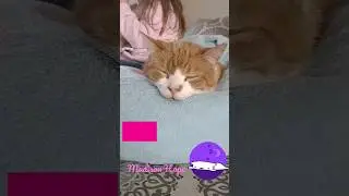 Cat.. Plato fast asleep ... Nose bopped with Madison Hope #shortsvideo #animals #facebook