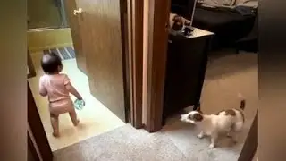 Dog plays tag with toddler and goes viral