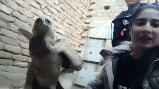 Eagle ko handtam kar liya