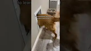 Teaching a dog to use a doggy door for the first time 🤣#pets #fyp #animals #funnyvideos #dog #dogs