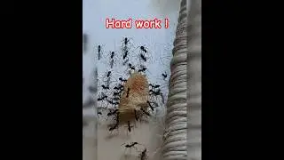 #ants #nature #discovery #animals