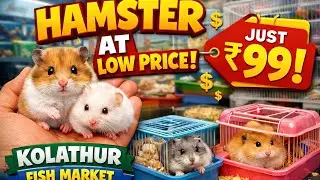 Cute Hamster Daily Life 😍 | Hamster Care Tips & Fun Moments #Hamster #CutePets #Petshorts