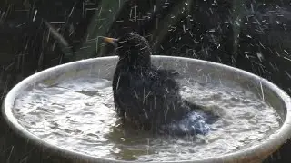 Wild Birds in my Garden. Feed the birds UK 28 01 26