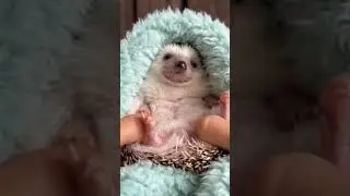 Ежовая история #shorts #top #animals #животные #приколы #юмор #tiktok #ежик