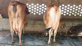 79739-92814,  6। ਗਾਵਾ ਸੇਲ ਏਰੀਆ ਸੰਗਰੂਰ। ਸਿਟੀ