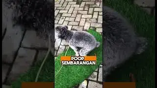 Rumah Kita Bukan Toilet Anabul #dog #dogshorts #anjing #dogtraining #doglife