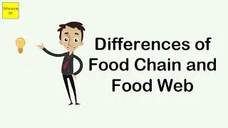 Differences of Food Chain and Food Web