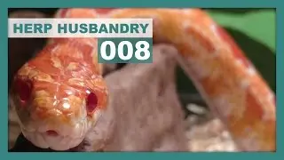 Do Corn Snakes Make Good Starter Reptiles?