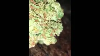 Paris OG