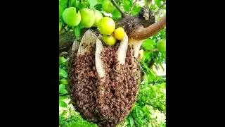 Farm fresh #farmfresh #nature #agriculture #farming #village #fruit  #vegetables #food #health