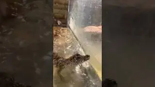 #conservation #education #teaching #animals #reptiles #crocodile #like #subscribe #ytshorts #follow