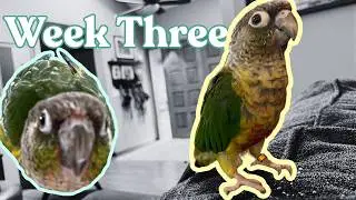 Week 3 with a Conure (Harness, Target, and Bath Training)