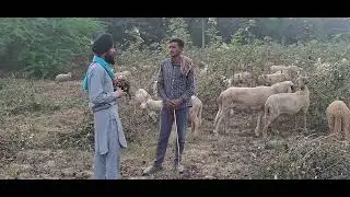 Rotash paul bai da no.9991325972 ਪੈਡਾ ਦੀ ਨਸਲ  ਤੇ ਕੰਮ ਕਰਦਾ ਗਾ।
