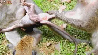 OMG ! Dolly pull baby upside down behind mom| small baby Timo scare Dolly tooo much.