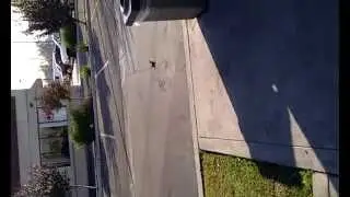 Birds fighting