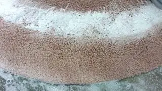 carpet washing