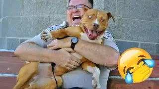 🐹 Funniest Animal Videos 😂 Silly & Dramatic Pets Caught on Camera 🐾 🤕 #funny_cats #catvideos