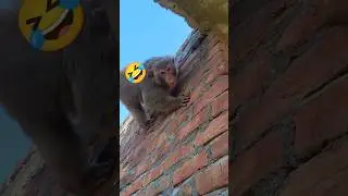 monkey funny #monckey #funny #monkeyfun #animalpictures #monkeymasti #monkeyantics