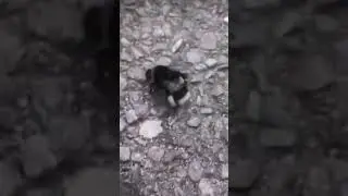 A bee dance professionally😂 #shorts #shortvideo #short #shortsvideo #share #shortsyoutube #subscribe