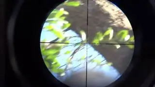 Pest Bird Hunting with the Gamo Whisper G2