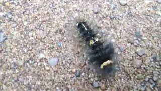 speed movement of Caterpillar @TechTravelEat @M4Techofficial @thecreaturehub