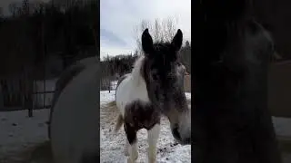 #homesteadvlog #homesteading #farmlife #farmanimals #horses